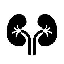 Nephrology Specialist