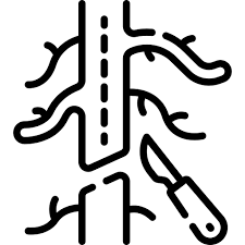 Vascular Surgery Specialist